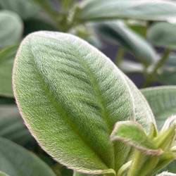 Tibouchina urvilleana ‘Compacta‘