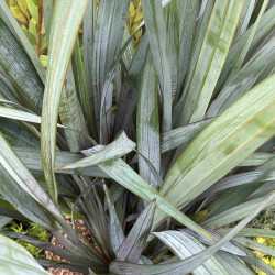 Dianella caerulea ‘Clarity Blue‘