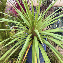 Cordyline australis ‘Peko’