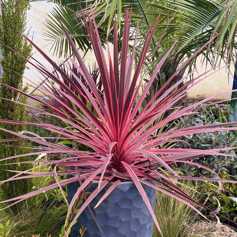 Cordyline australis ‘Charlie Boy’