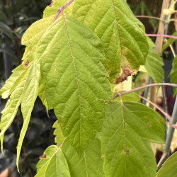 Acer negundo ‘Kelly's Gold‘