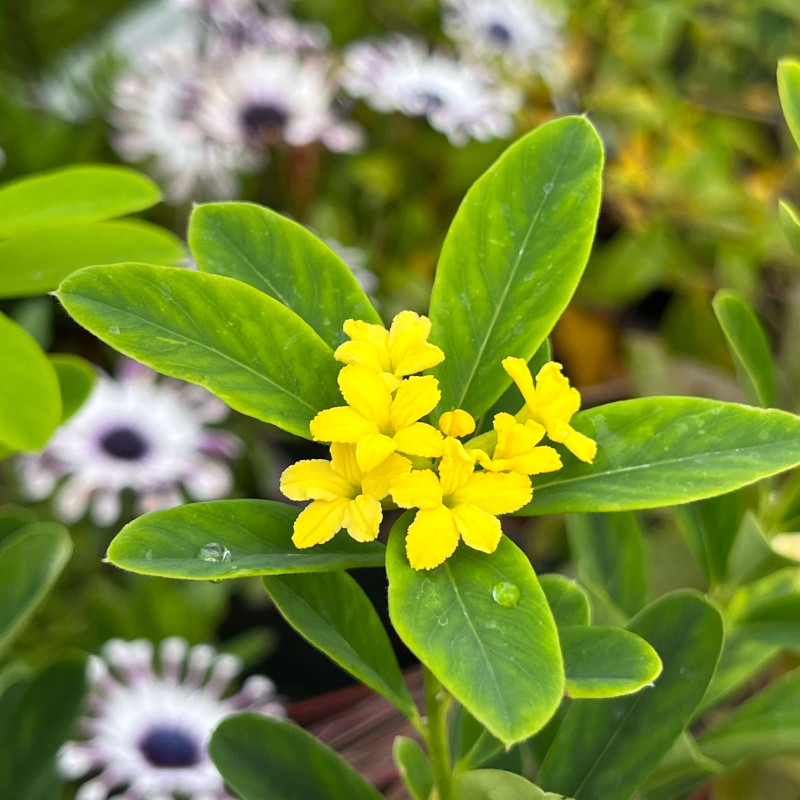 Daphne gemmata Royal Crown