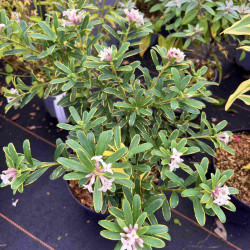 Daphne transatlantica ‘Summer Ice‘