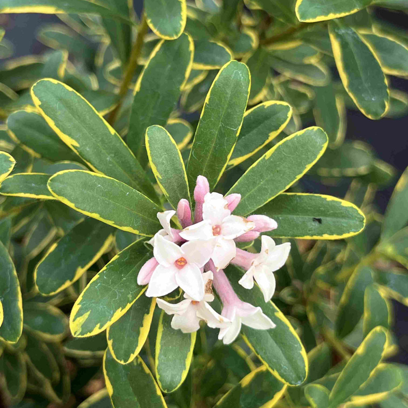 Daphne transatlantica ‘Summer Ice‘