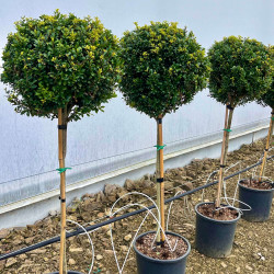 Ilex crenata 'Luxus Globe'® - Houx crénelé