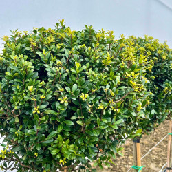 Ilex crenata 'Luxus Globe'® - Houx crénelé