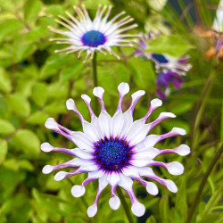 Osteospermum ‘Philipp’ - Sunny