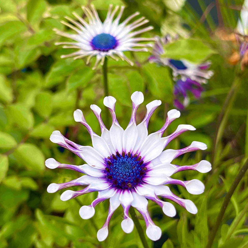 Osteospermum ‘Philipp’ - Sunny