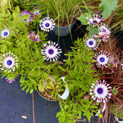 Osteospermum ‘Philipp’ - Sunny