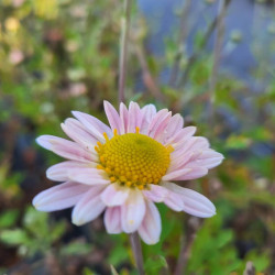 Chrysanthemum hortorum ‘L'Innocence‘