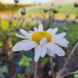 Chrysanthemum hortorum ‘L'Innocence‘