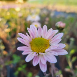 Chrysanthemum hortorum ‘L'Innocence‘