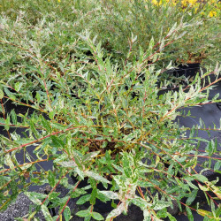 Salix integra ‘Flamingo’ - Saule crevette