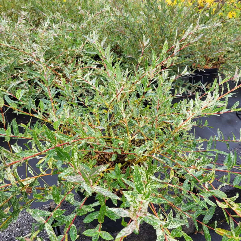 Salix integra ‘Flamingo’ - Saule crevette