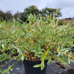 Salix integra ‘Flamingo’ - Saule crevette