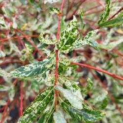 Salix integra ‘Flamingo’ - Saule crevette