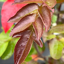 Sorbus ‘Burka‘