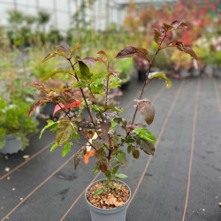 Sorbus ‘Burka‘