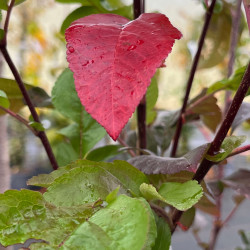 Sorbus ‘Burka‘