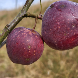 Malus domestica ‘Red delicious’