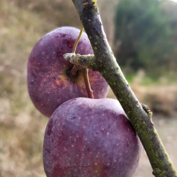 Malus domestica ‘Red delicious’