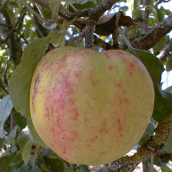 Malus domestica ‘Chailleux’ - Pommier