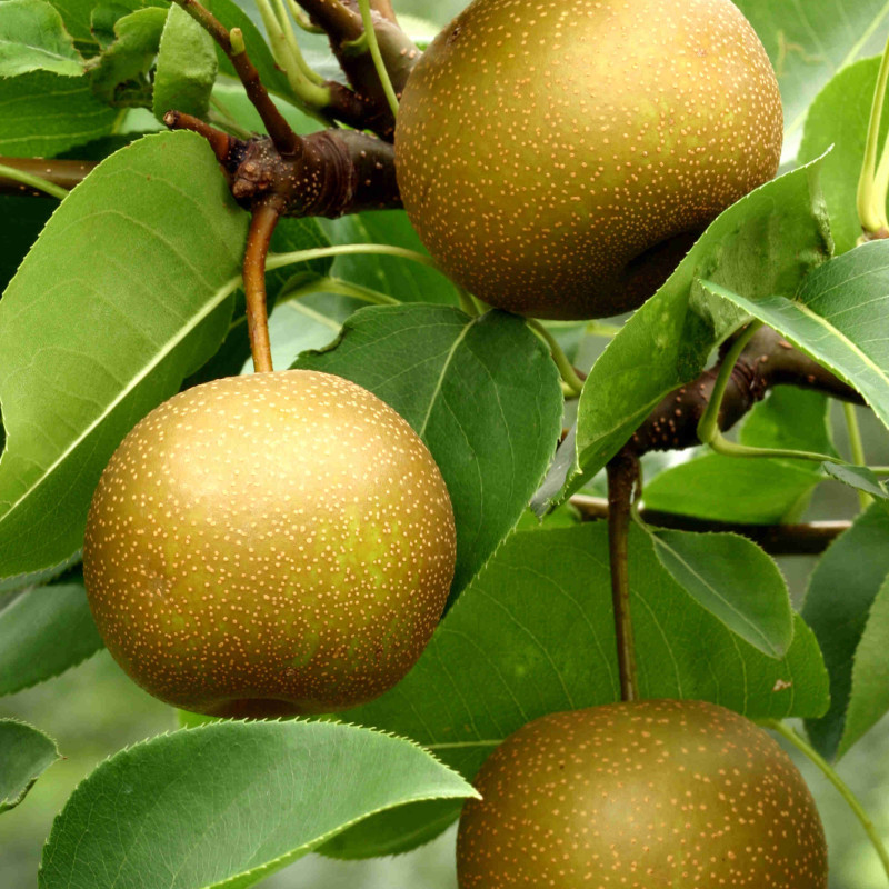 Pyrus pyrifolia ‘Chojuro’