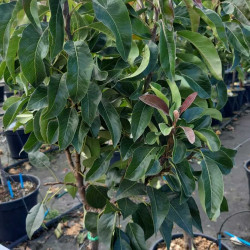 Pyrus communis ‘Gem‘ ® Garden - Pyred