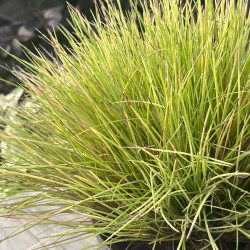 Festuca glauca ‘AmiGold‘