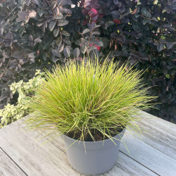 Festuca glauca ‘AmiGold‘ - Fétuque doré