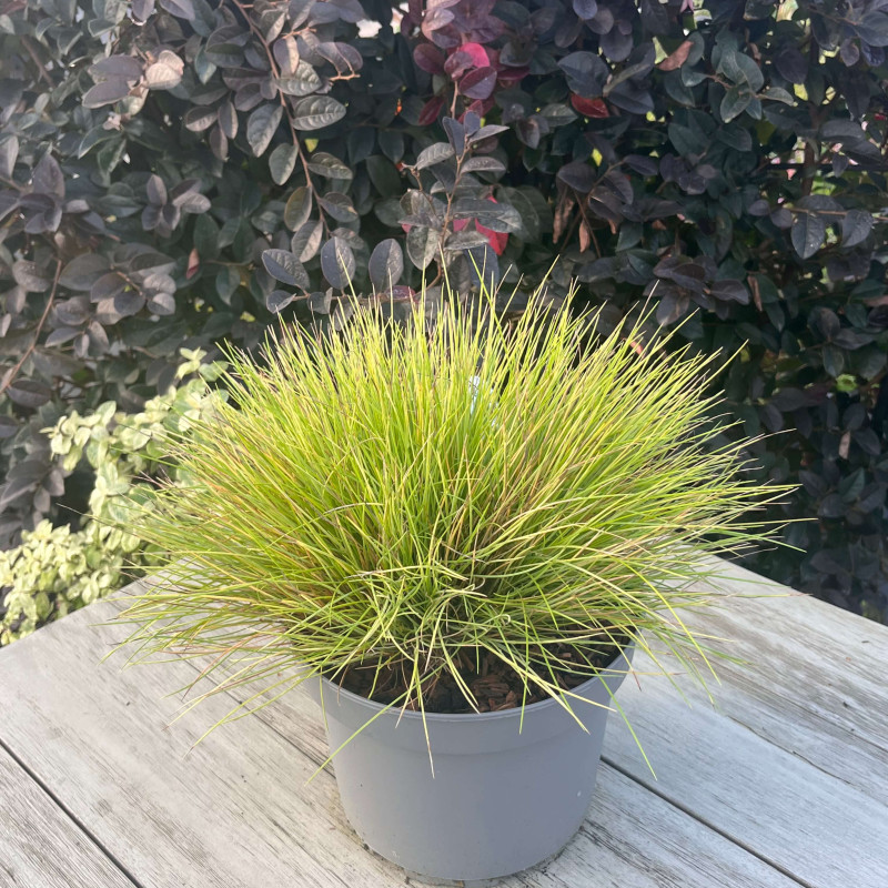 Festuca glauca ‘AmiGold‘ - Fétuque doré