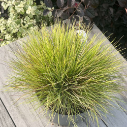 Festuca glauca ‘AmiGold‘