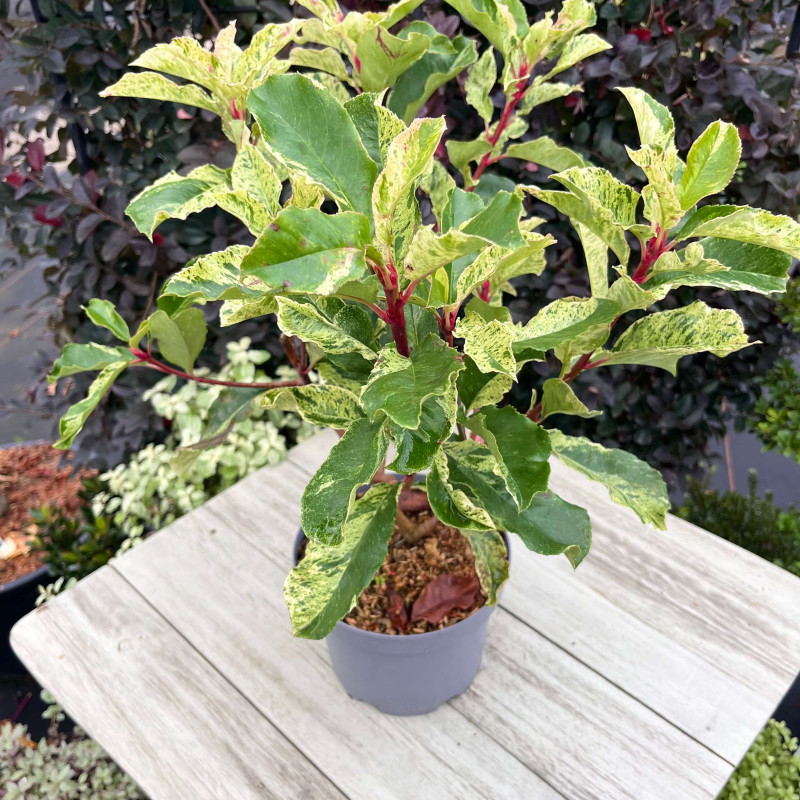 Photinia serratifolia ‘Pink Crispy‘