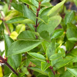 Abelia chinensis ‘Selection‘