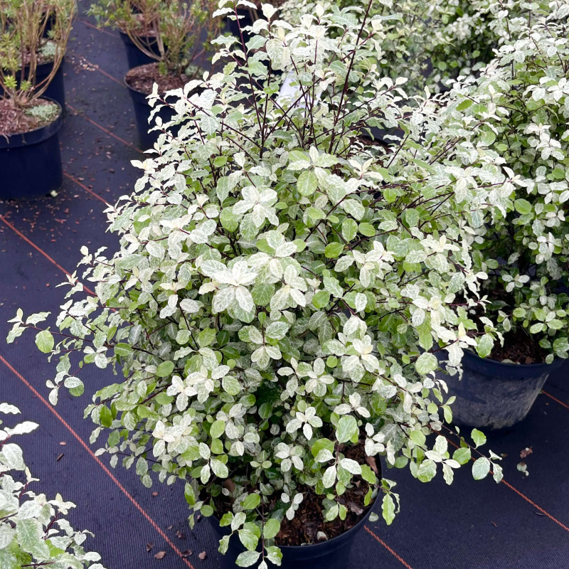 Pittosporum tenuifolium ‘Irene Paterson’