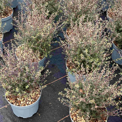 Leptospermum scoparium ‘Wiri Kerry‘