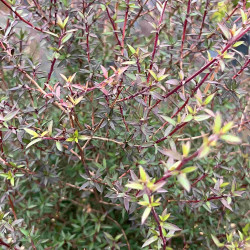 Leptospermum scoparium ‘Wiri Kerry‘