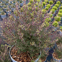 Leptospermum scoparium ‘Wiri Kerry‘