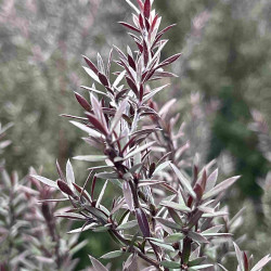 Leptospermum scoparium ‘Crimson Glory’