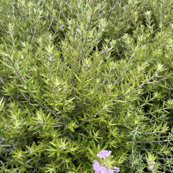 Westringia fruticosa ‘Wynyabbie Gem‘