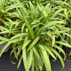 Agapanthus ‘Petit Eskimo‘