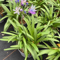 Agapanthus ‘Charlotte’