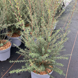 Leptospermum scoparium ‘Wiri Adrienne’