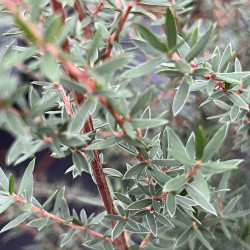 Leptospermum scoparium ‘Wiri Adrienne’