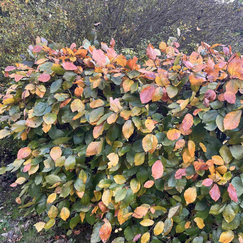 Fagus sylvatica ‘Atropunicea’ - Hêtre pourpre