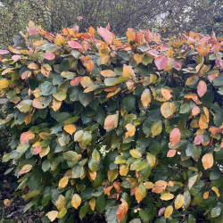 Fagus sylvatica ‘Atropunicea’ - Hêtre pourpre