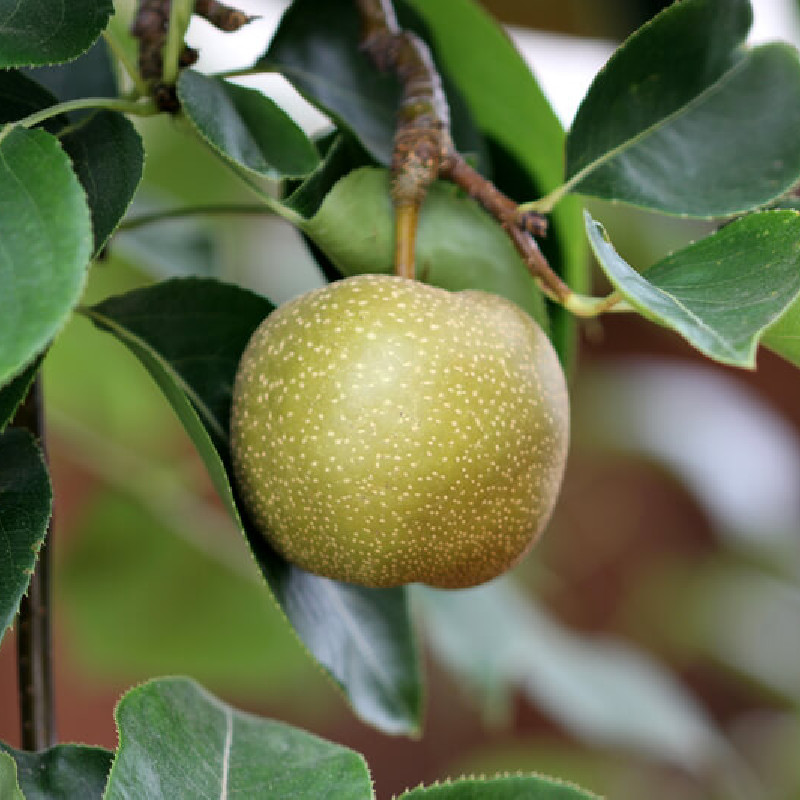 Pyrus pyrifolia ‘Shinseiki’