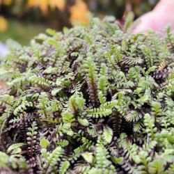 Leptinella squalida ‘Platt's Black’ - Cotule à bractées