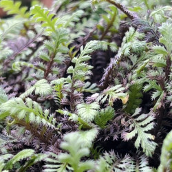 Leptinella squalida ‘Platt's Black’