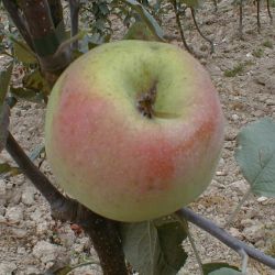 Malus domestica ‘Reinette de Caux’ - Pommier